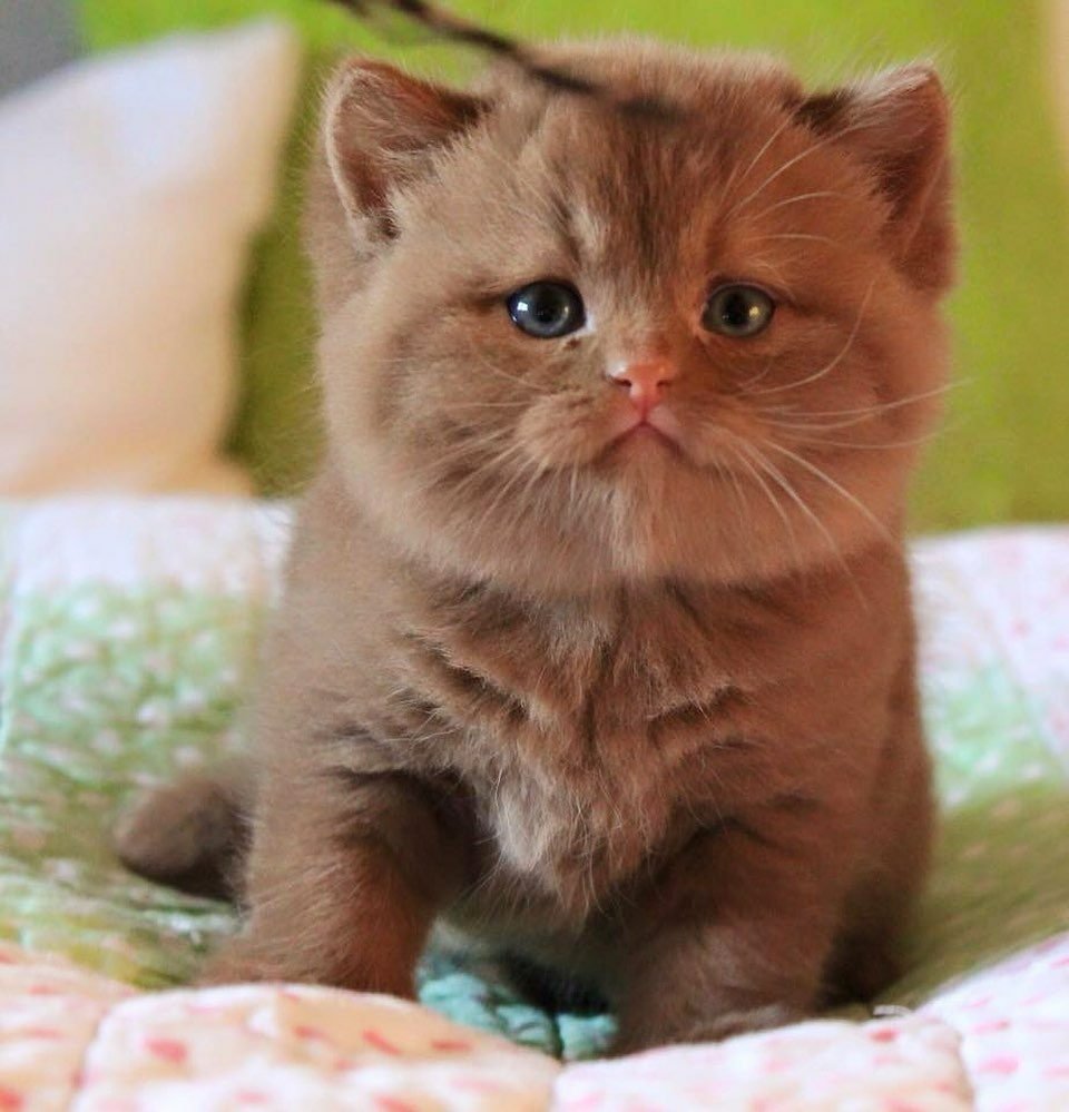 Рыжий британец котенок