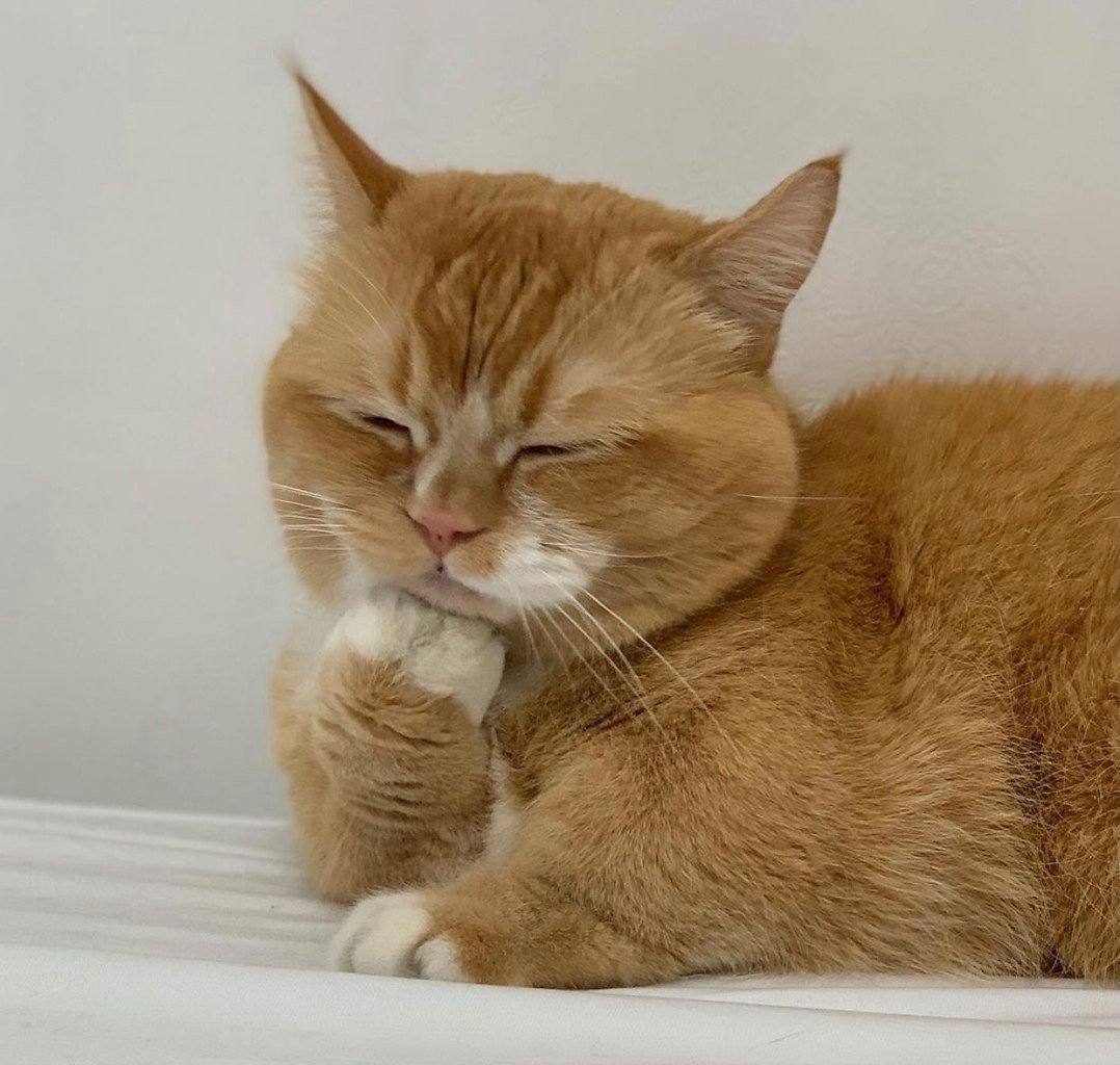 Шотландская вислоухая кошка