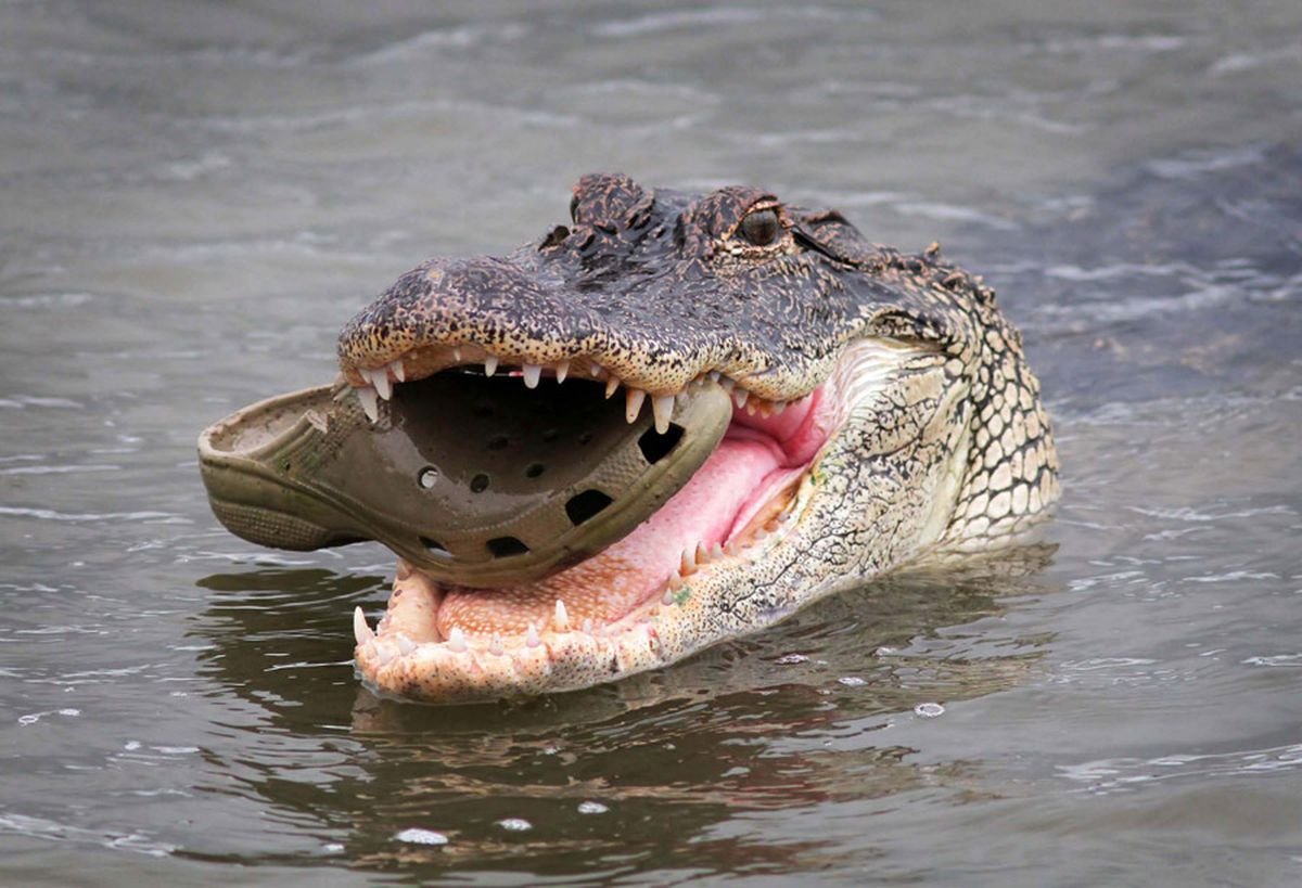 Крокодил животное
