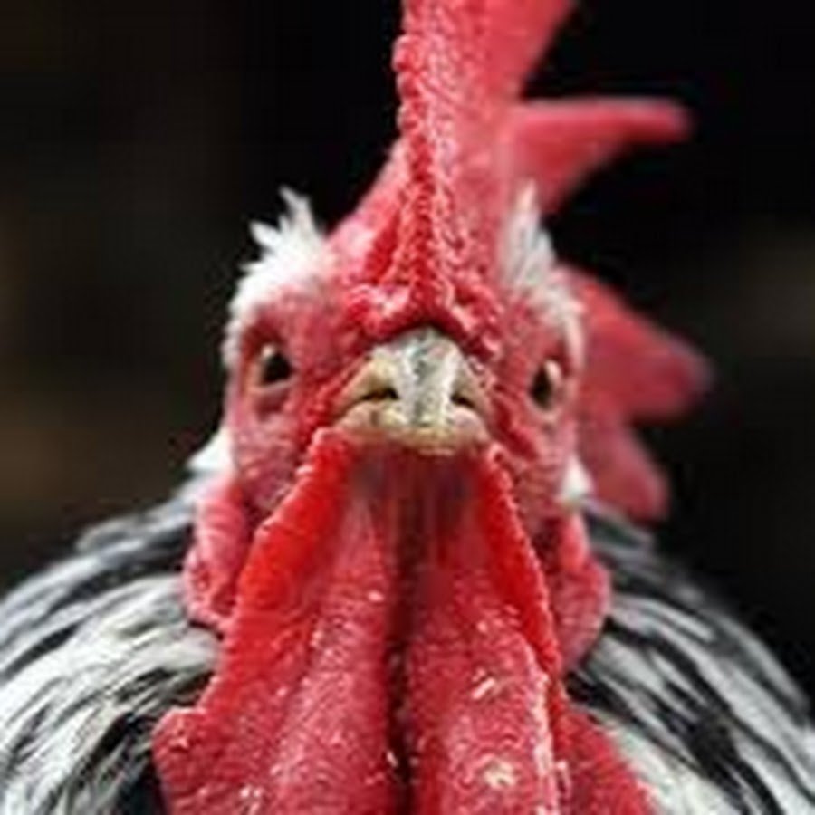 Бешеный петух