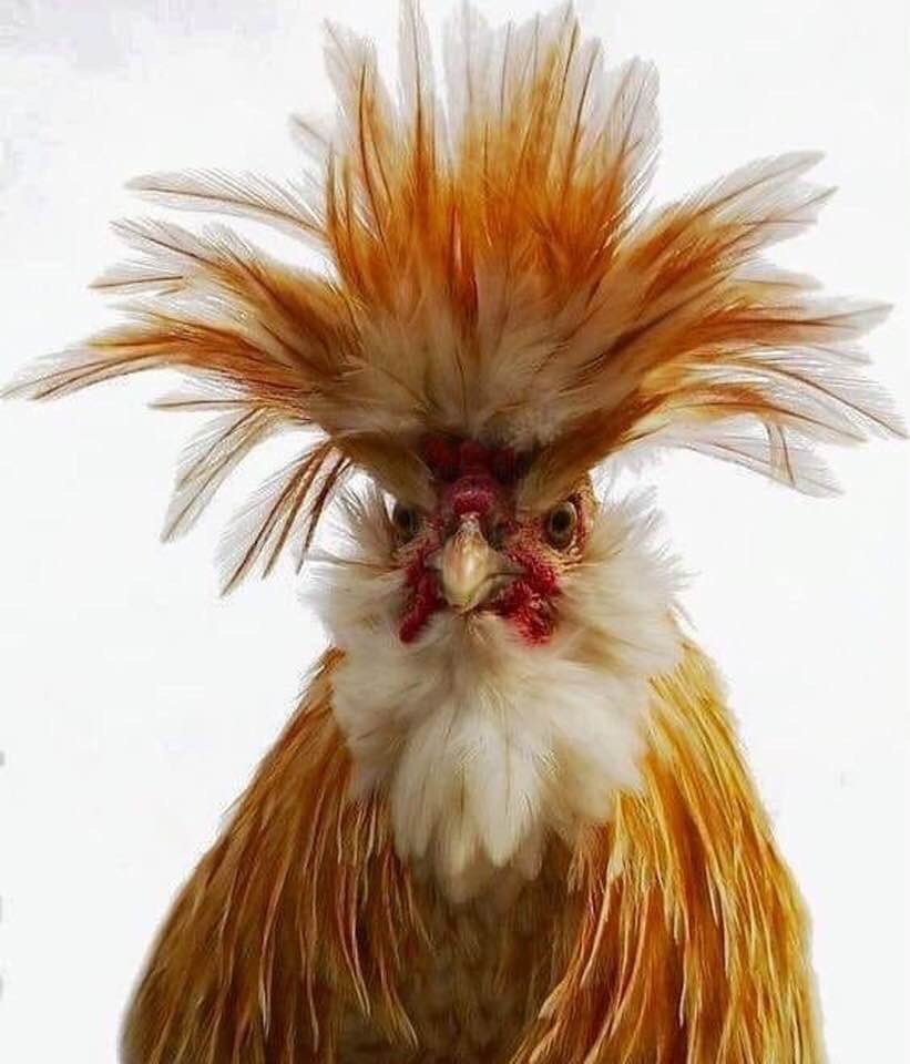 Доброе утро с петухом