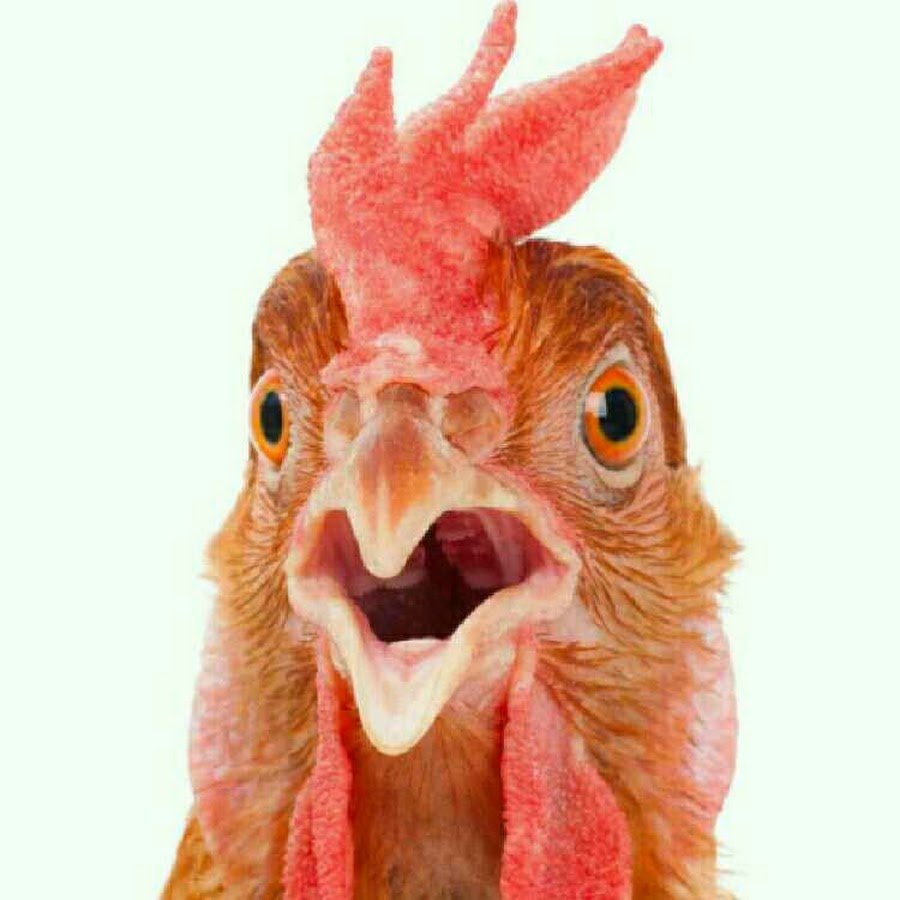Смешная курица