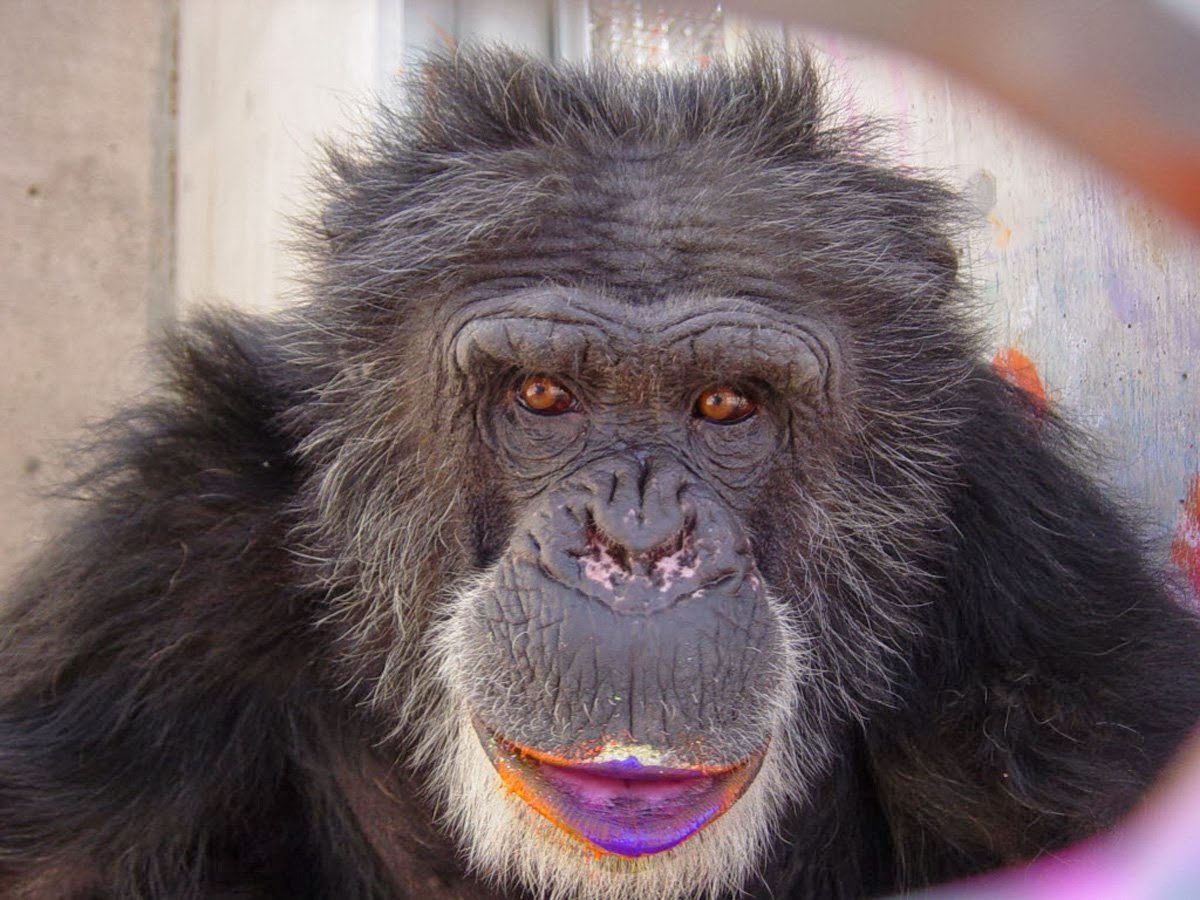 Орангутан детеныш