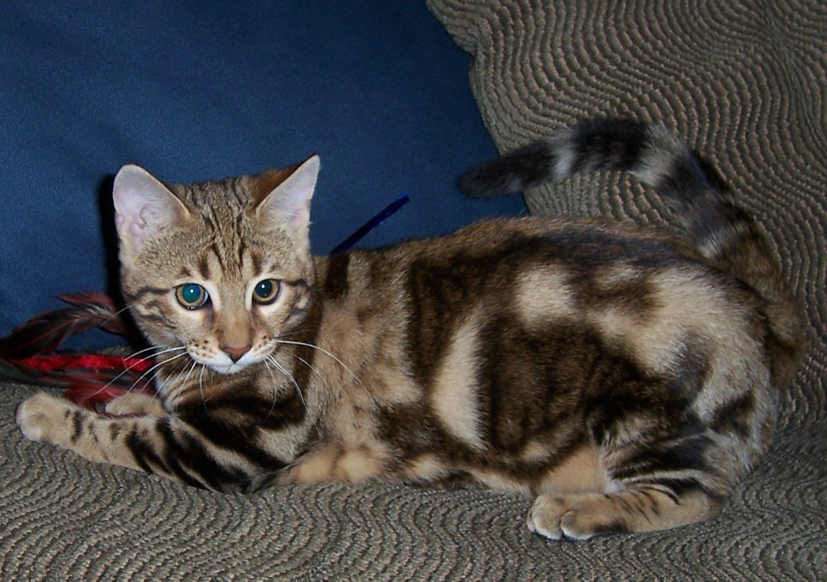 Бенгал мраморный окрас