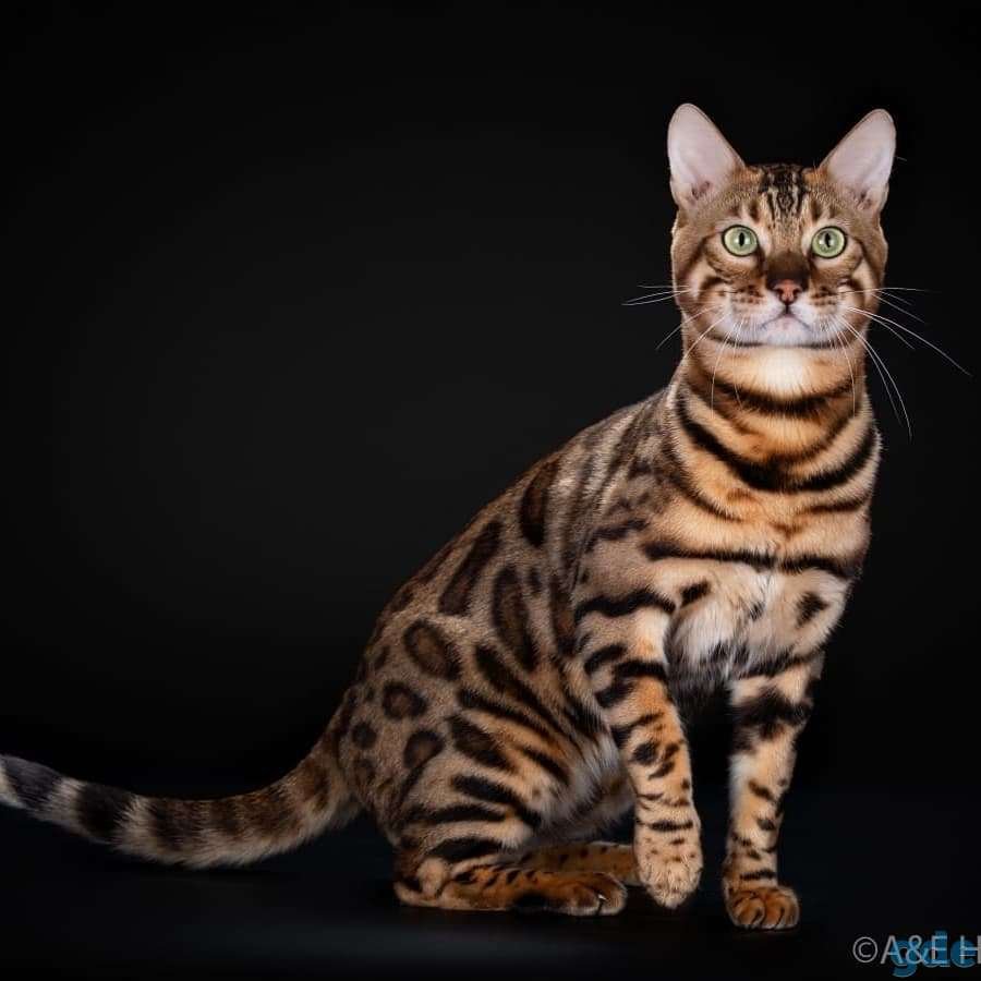 Бенгал Марбл