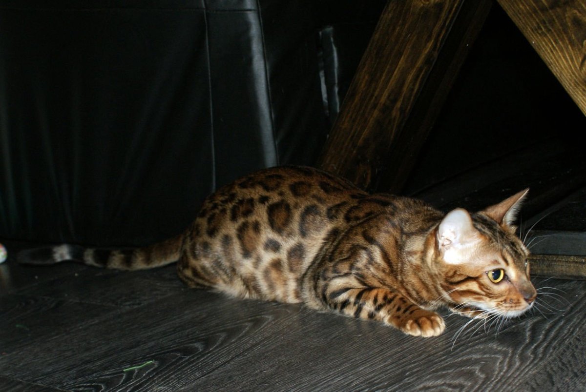 Расцветка бенгальского кота и рост.