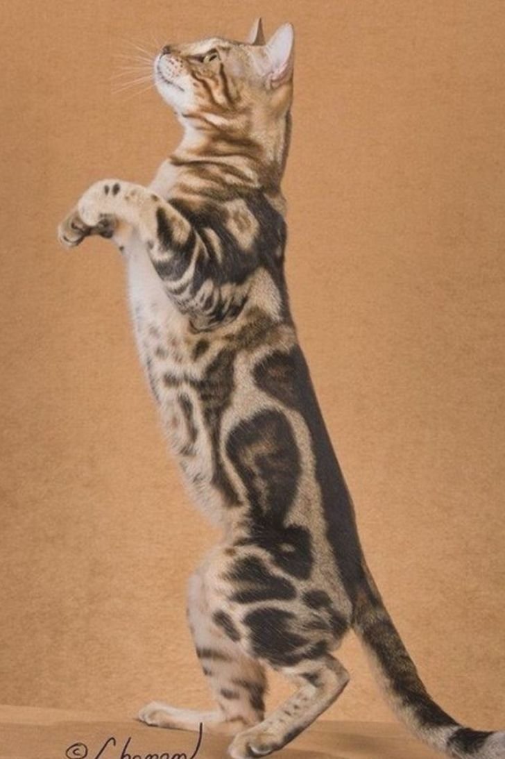 Бенгальская кошка Марбл