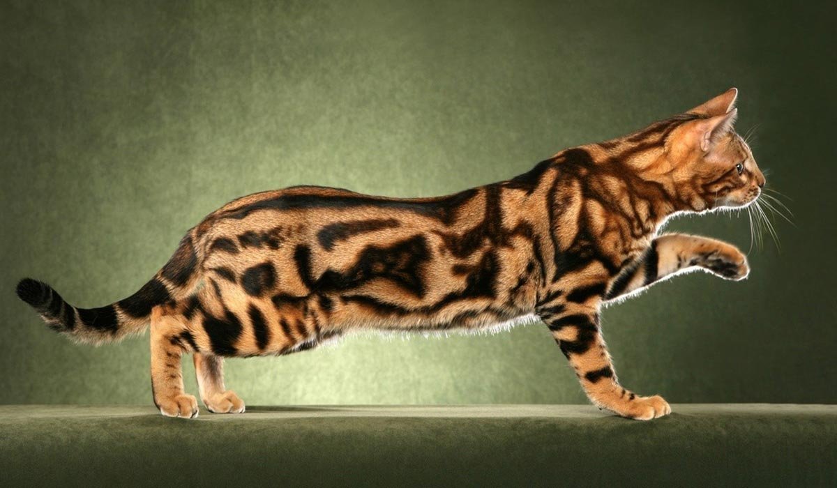 Бенгальская кошка