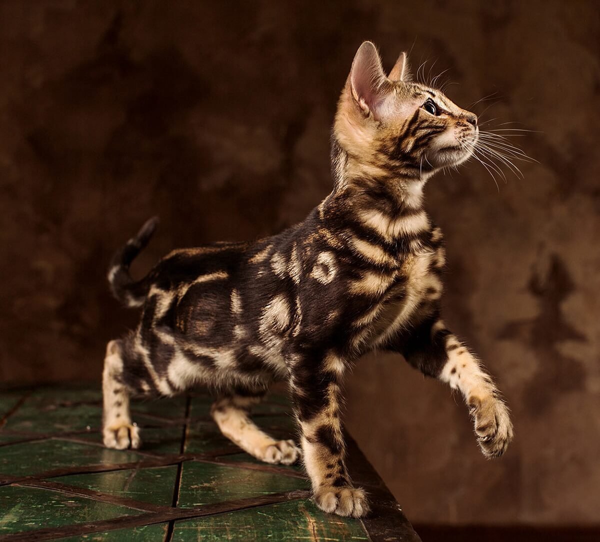 Серебристый мраморный бенгал