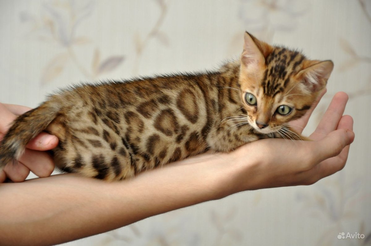 Бенгал расцветка Марбл Браун