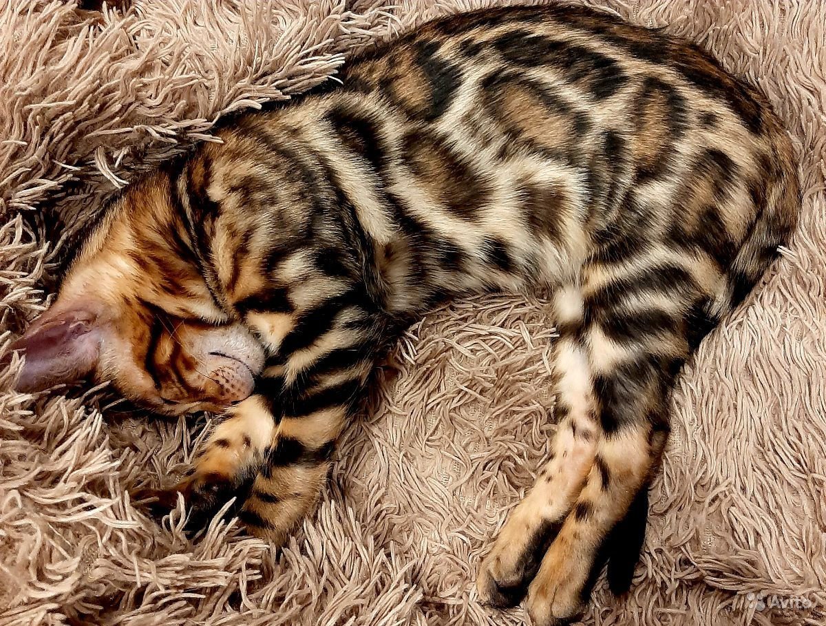 Бенгальский кот Breed