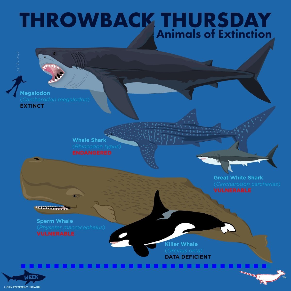 Филатова Ольга косатки