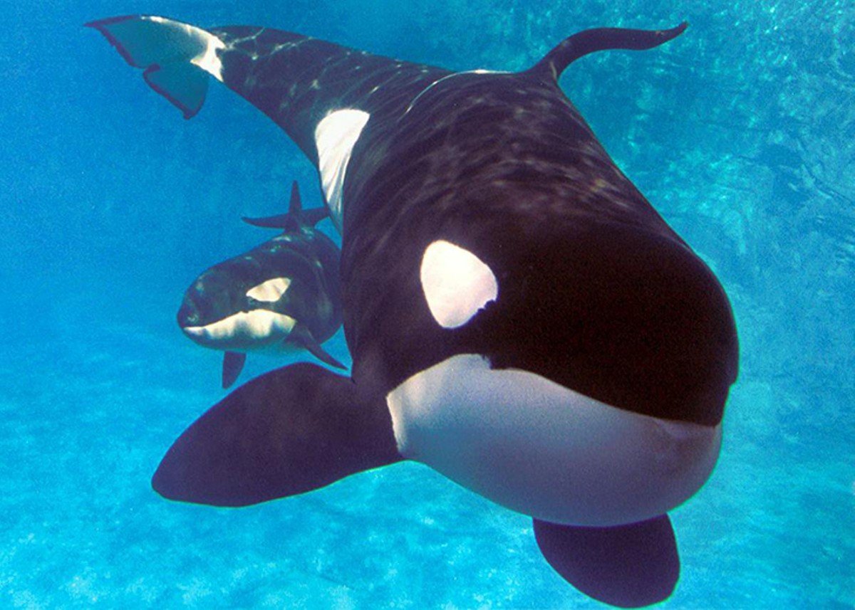 Касатка кит убийца