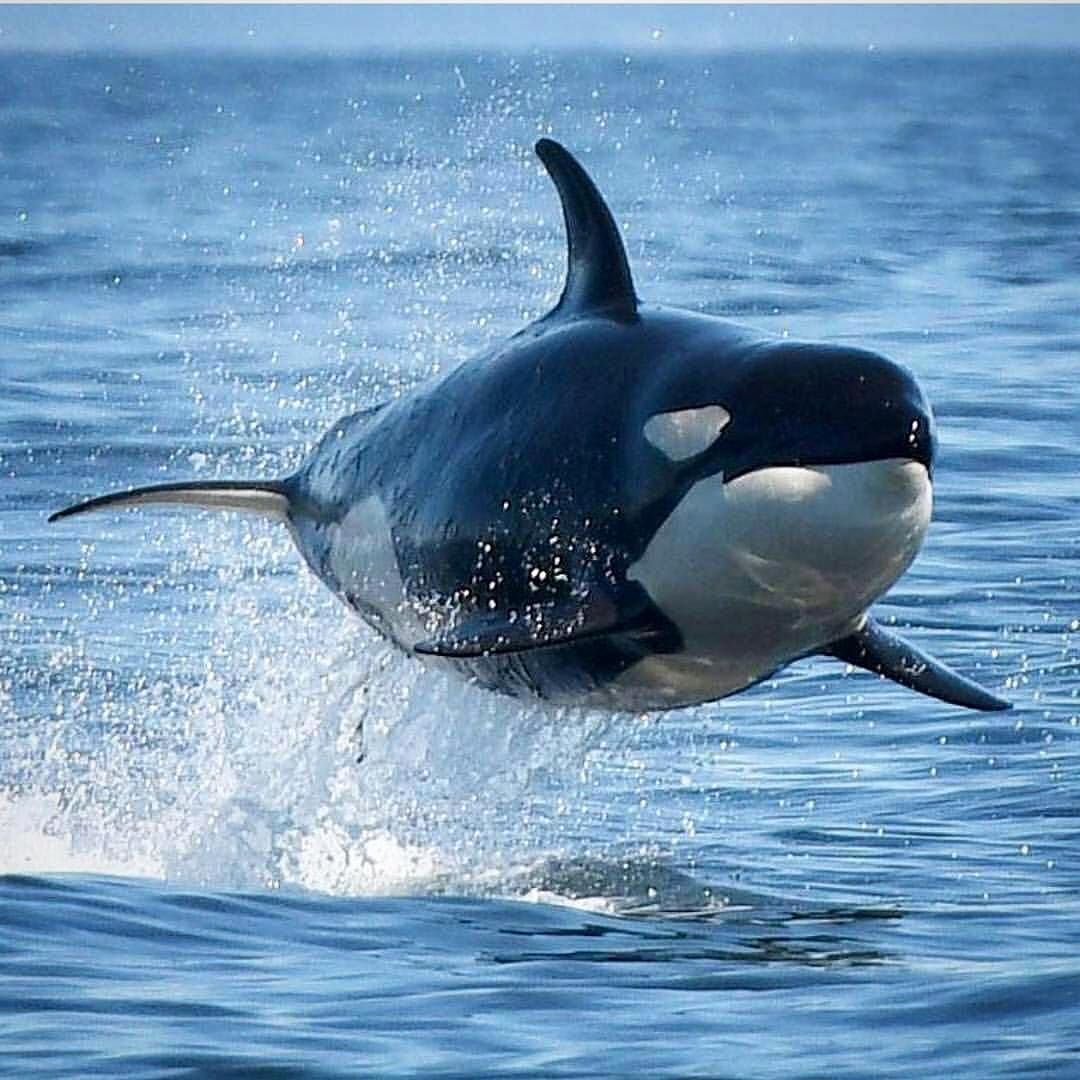 Касатка это акула или Дельфин