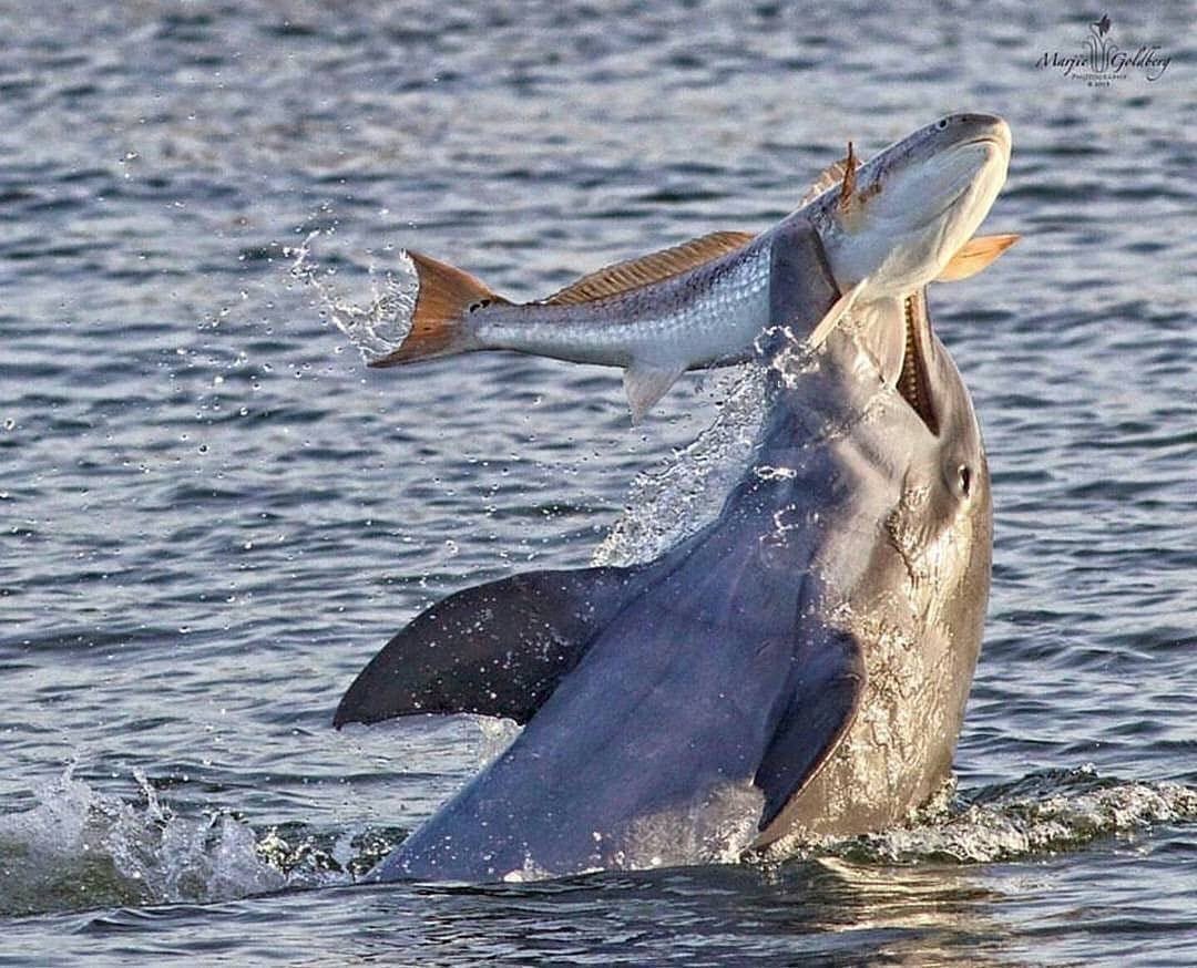 Опасные касатки