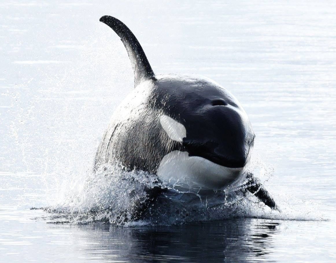 Китовый Дельфин