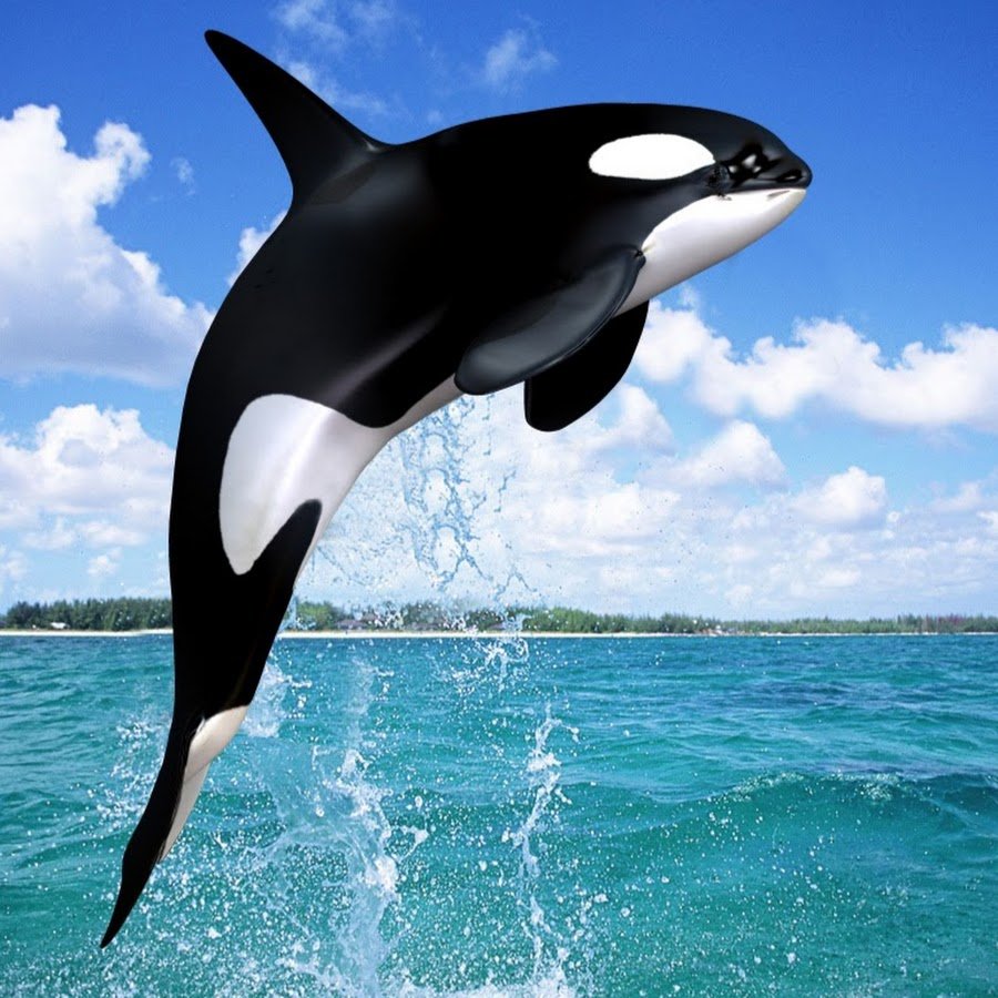 Касатка меланист