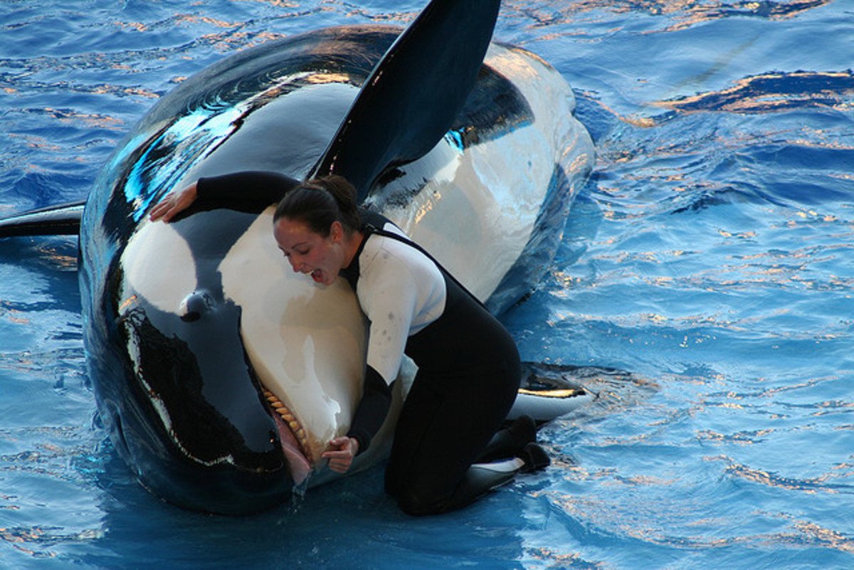 Кит инфографика