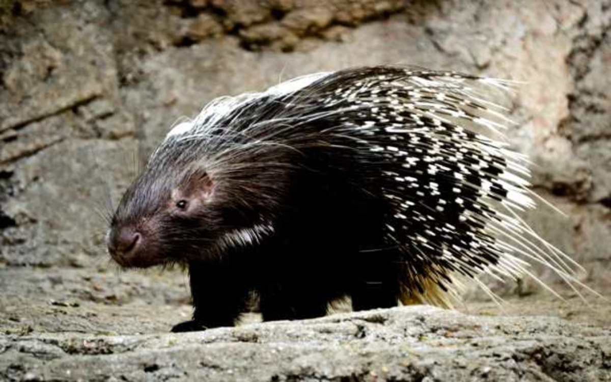 Поркупин Дикобраз