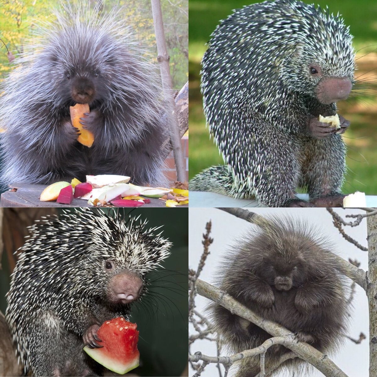 Индейский арт дикобраза