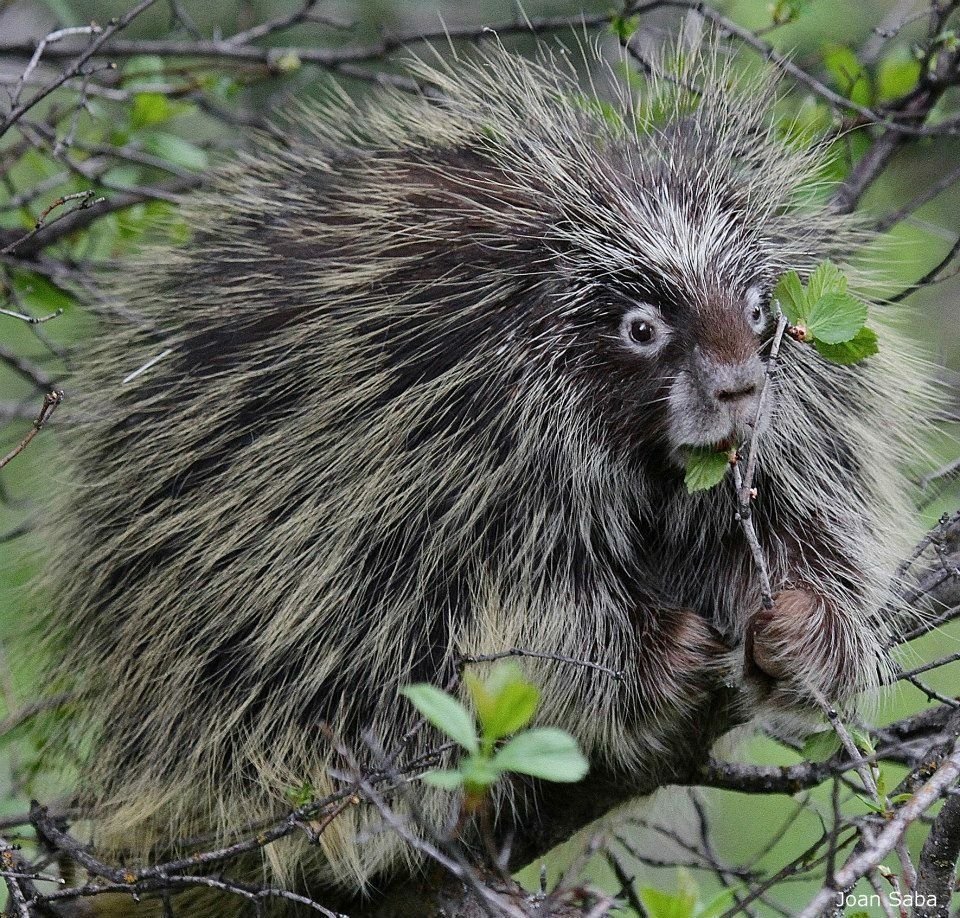 Североамериканский Дикобраз поркупин