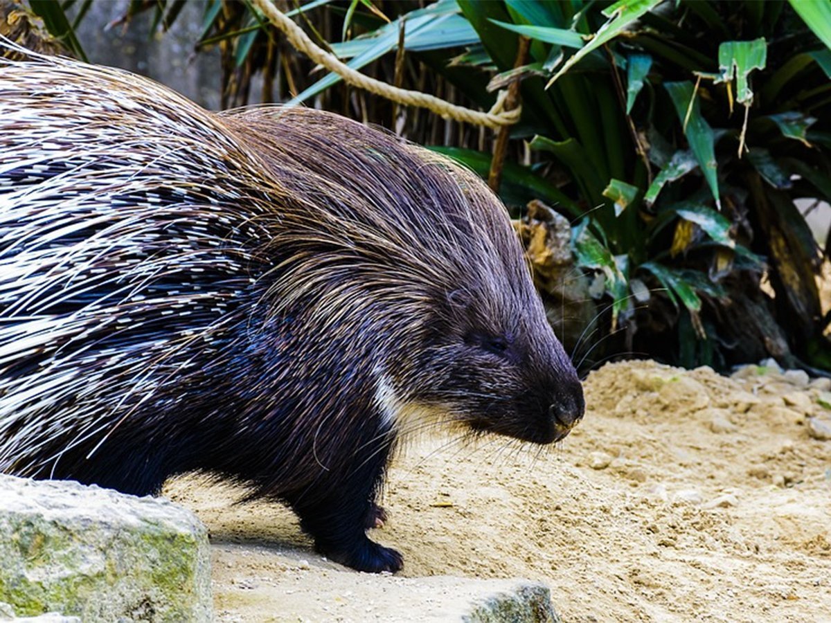 Древесный Дикобраз поркупин