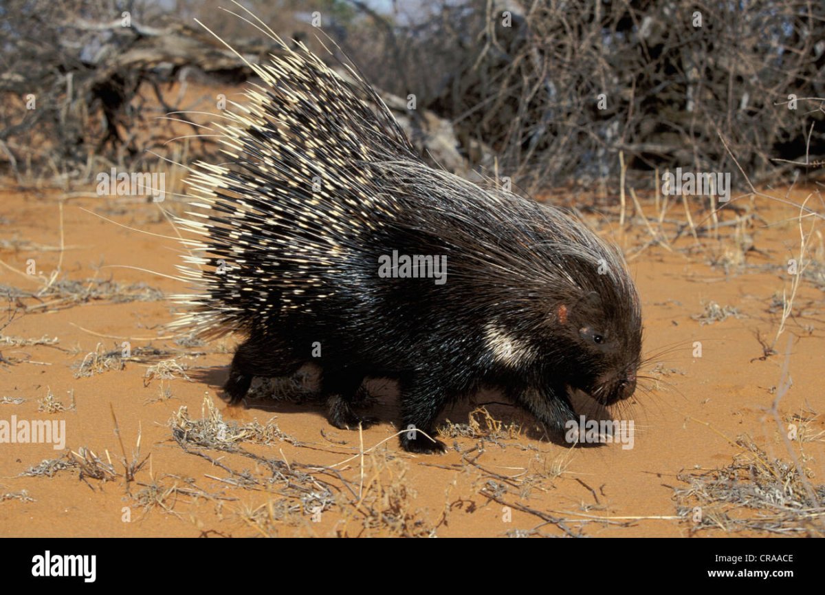 Африканский хохлатый Дикобраз