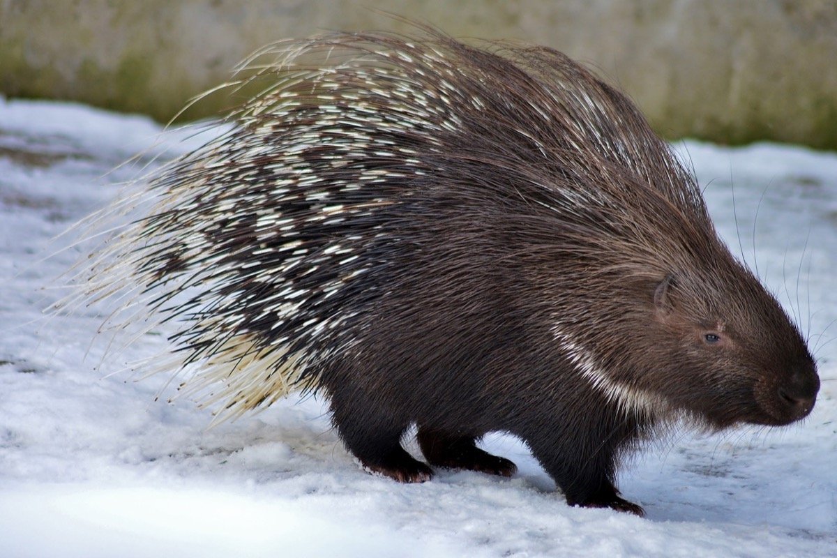 Цепкохвостый Дикобраз