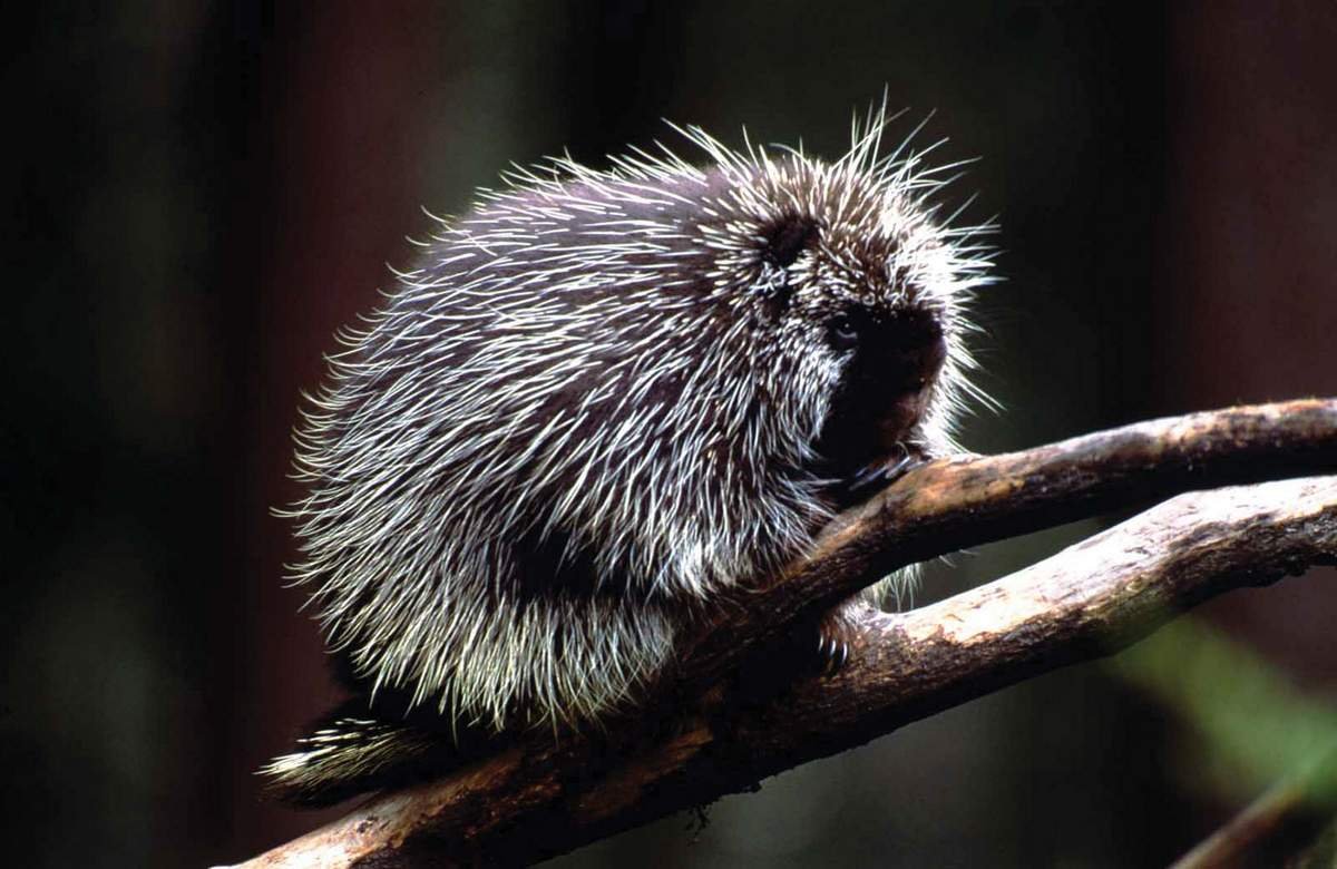 Древесный Дикобраз (иглошерст)
