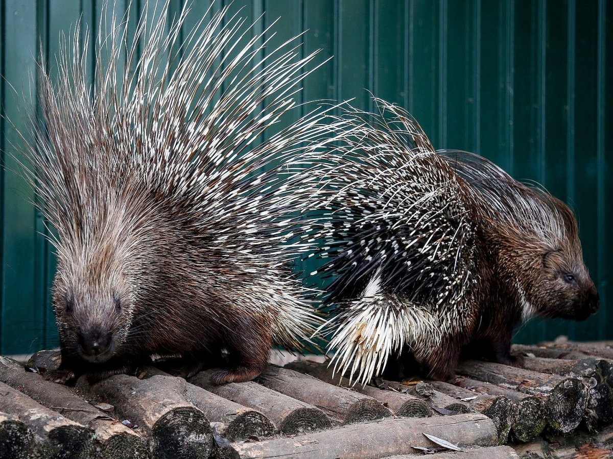 Дикобраз hystrix cristata