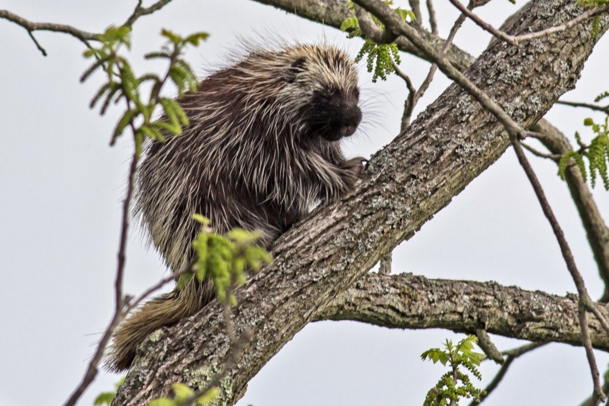 Пимпла-древесный Дикобраз