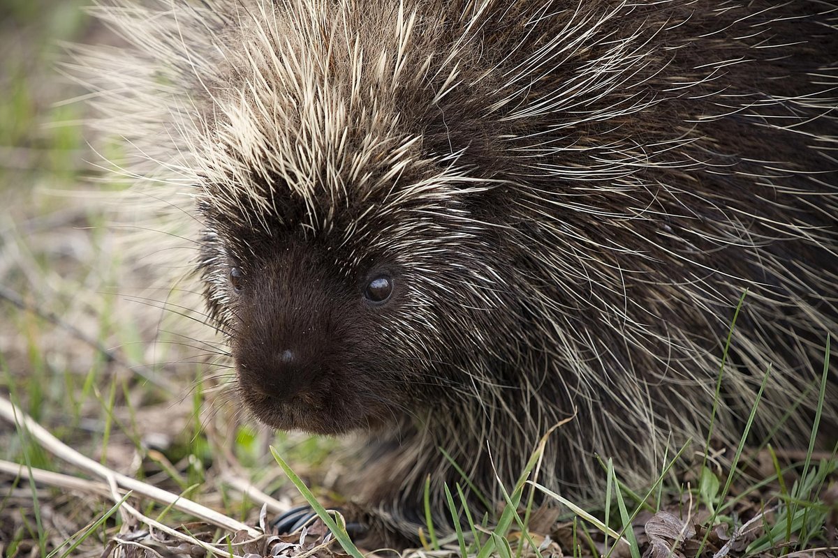Древесный Дикобраз поркупин