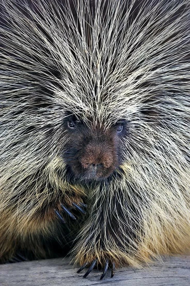 Пимпла-древесный Дикобраз
