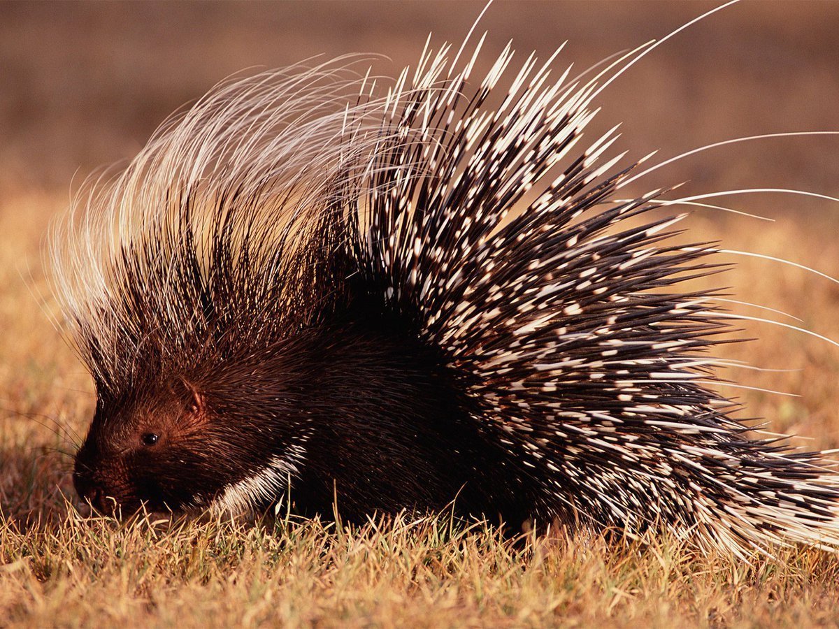 Среднеазиатский Дикобраз