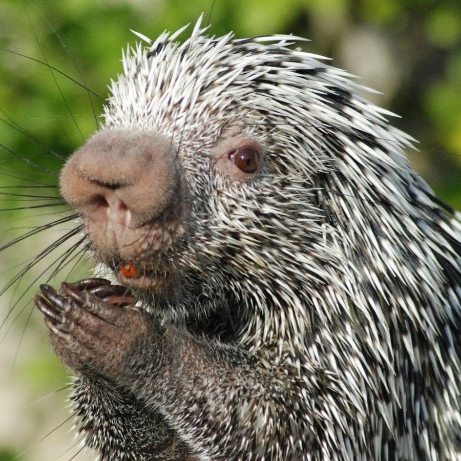 Куанду древесный Дикобраз