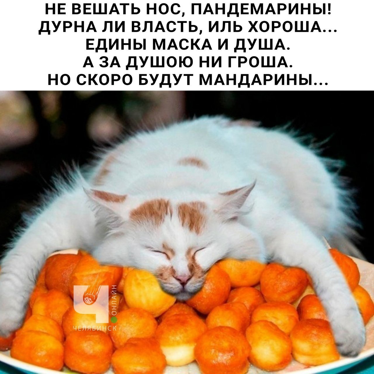 Мандарин белок. Кот мандарин. Кот апельсин. Кошка с апельсинами. Коты и мандарины.