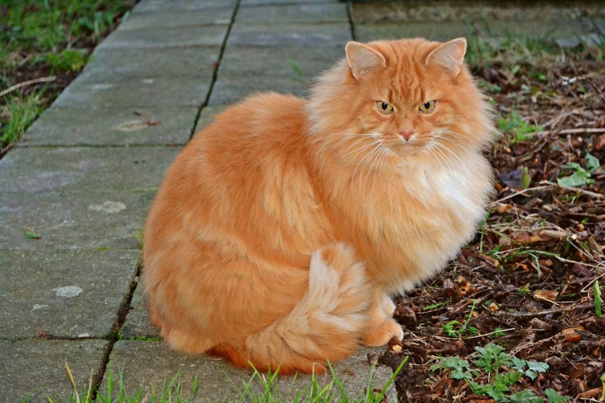 Апельсиновый кот