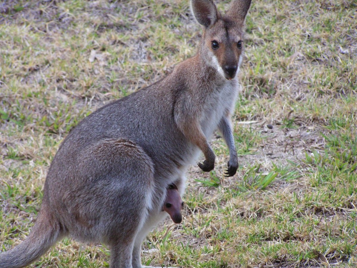 Западный серый кенгуру