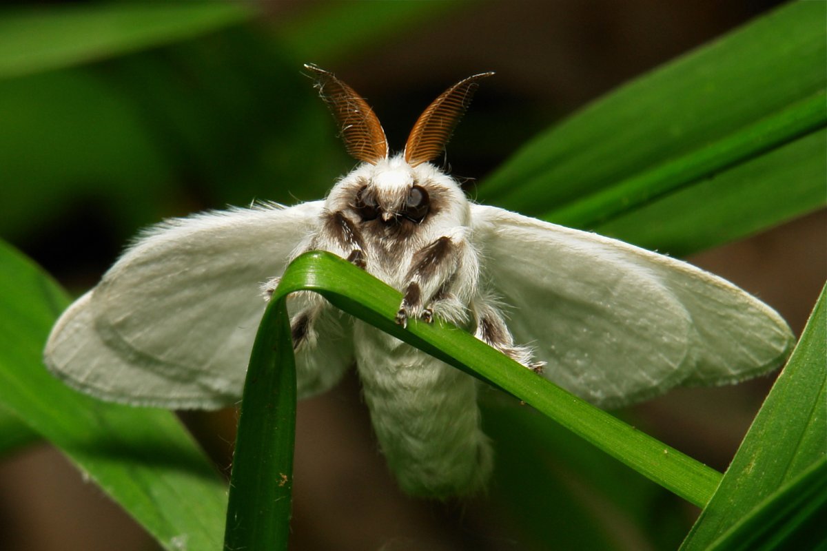 Венесуэльский пуделевый мотылек