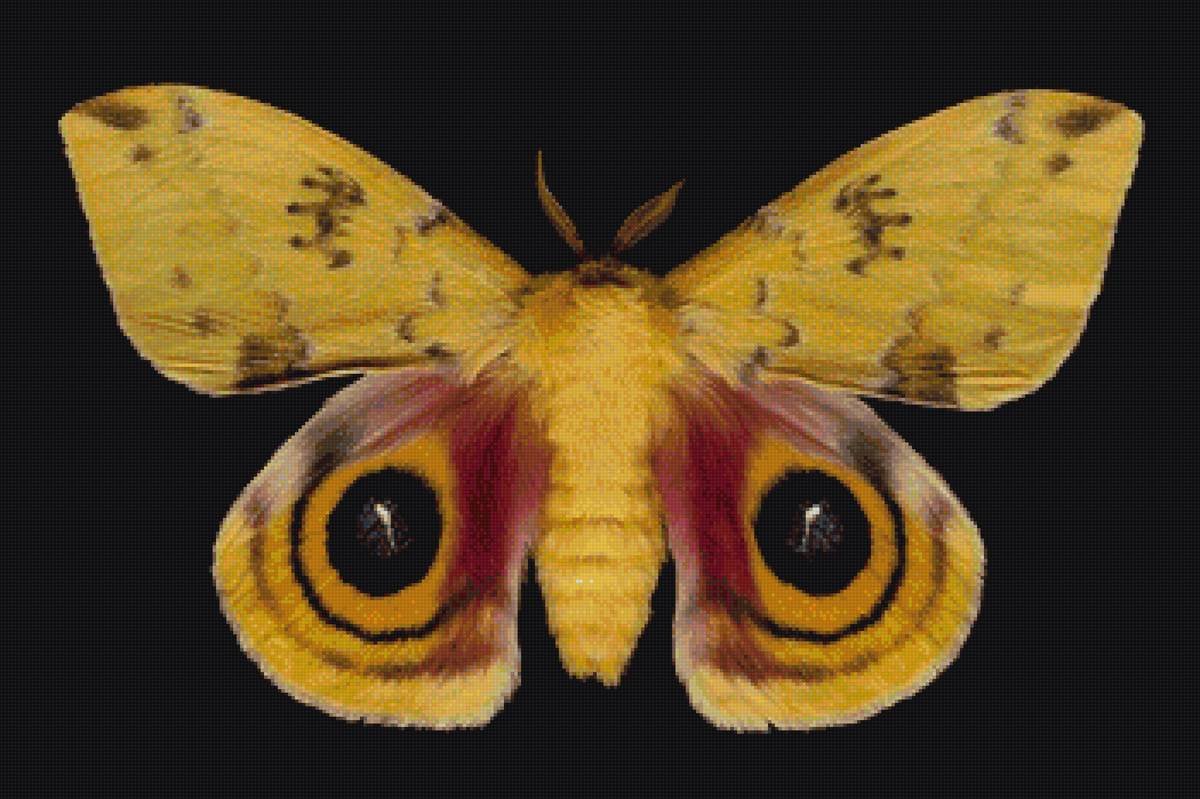 Красивые ночные мотыльки