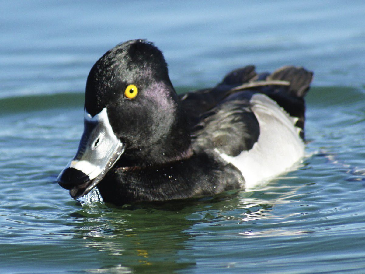 Утка нырок черная с белым клювом