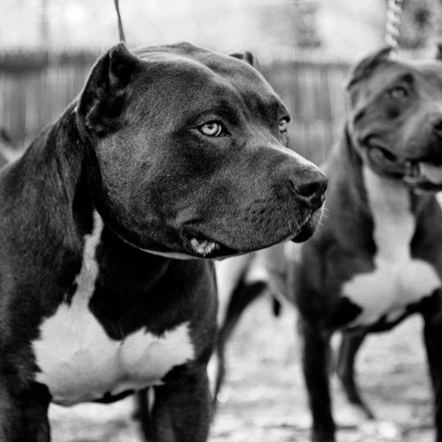 Интересные факты про питбулей