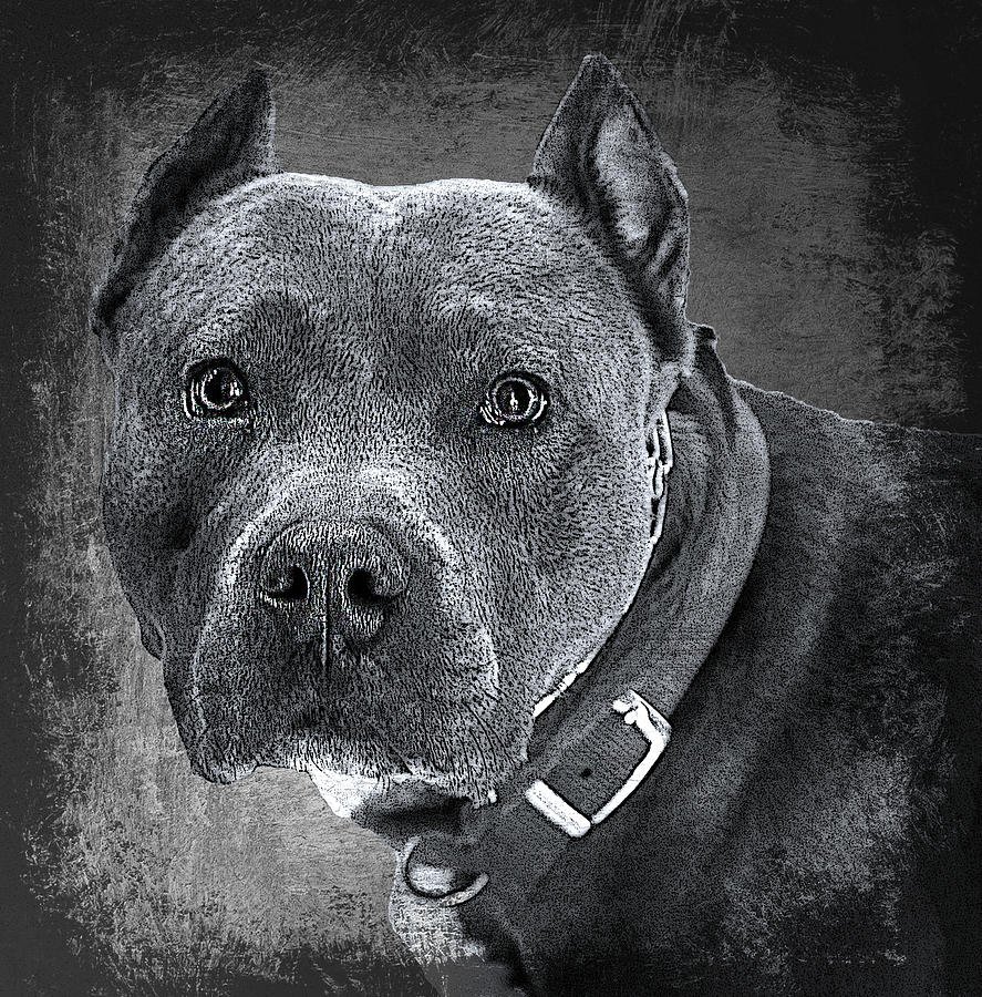 Питбуль картина