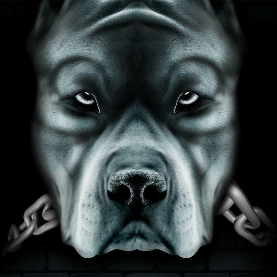 Питбуль на рабочий стол телефона