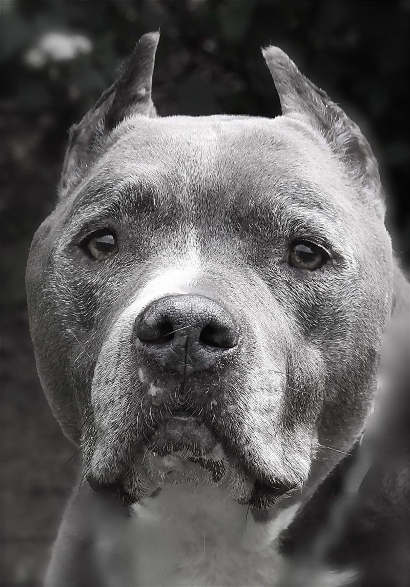 Питбуль сбоку морда