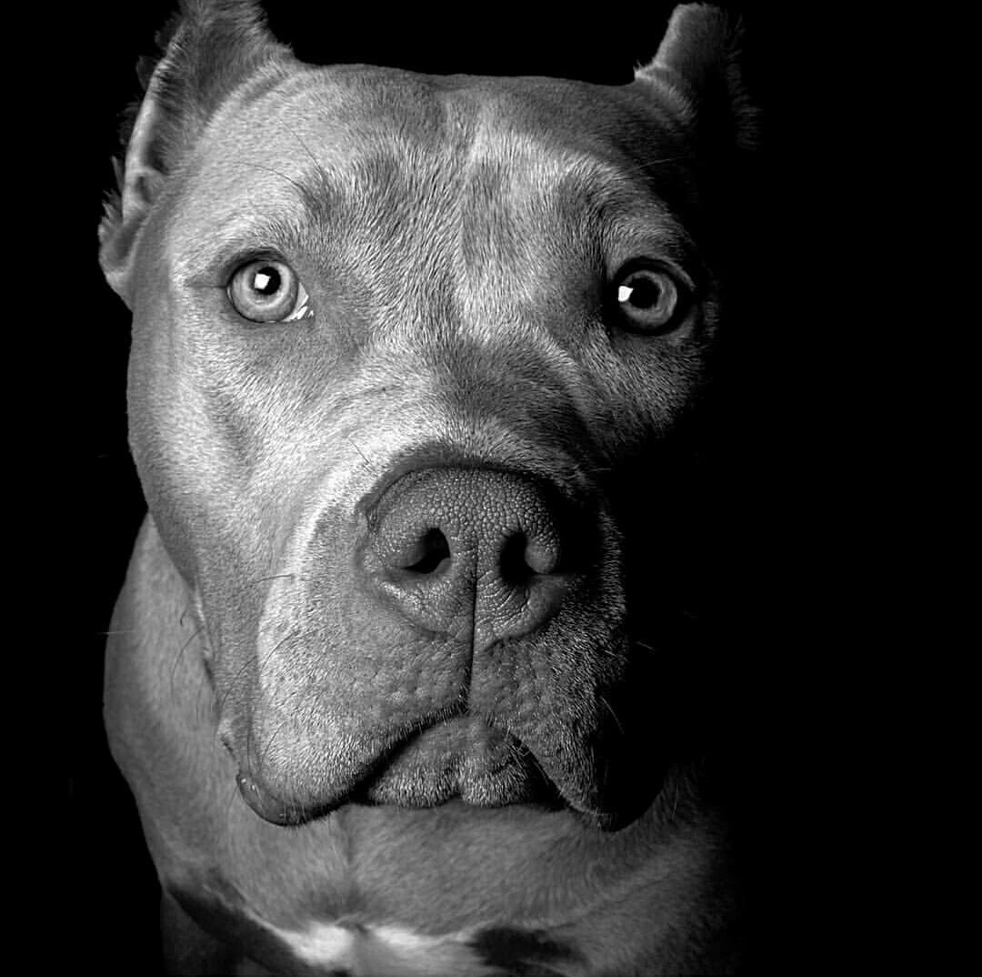 Ирландский питбуль