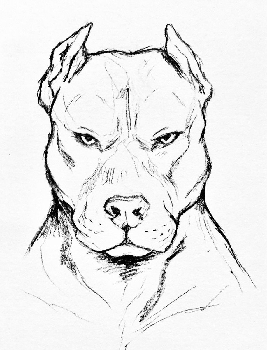 Питбуль и Стаффорд