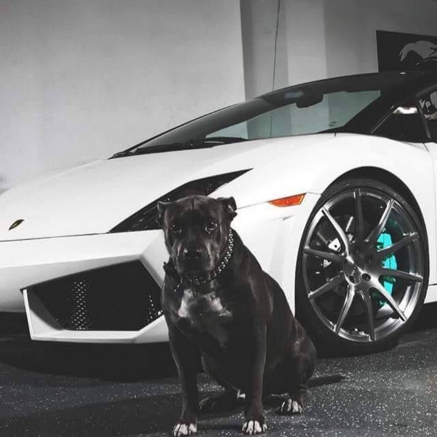 Ламборджини лабрадор