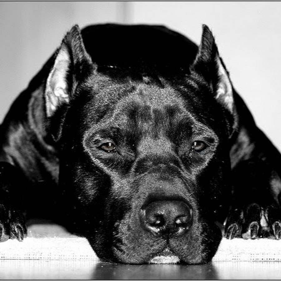 Стаффорд в черно белом цвете