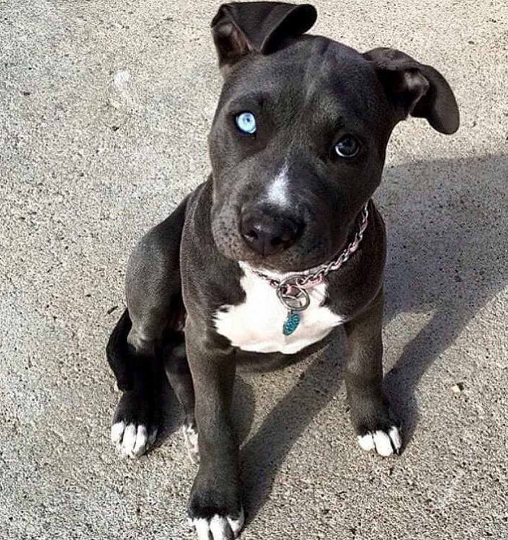 Американский стаффордширский терьер серый